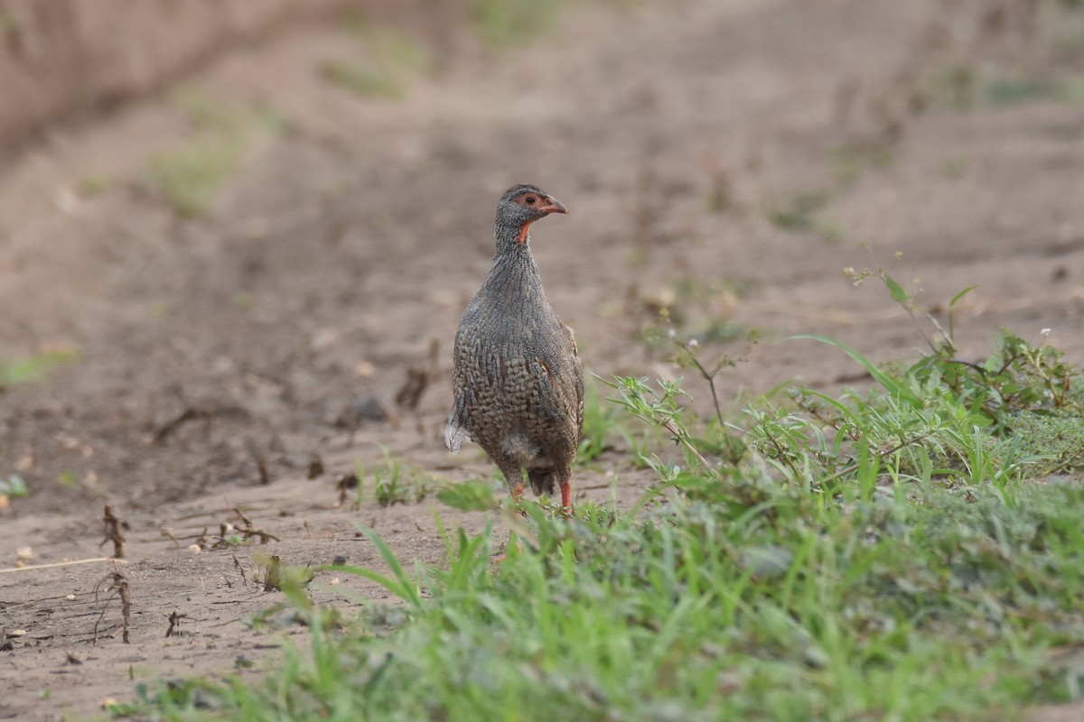 Red-necked Spurfowl - ML184450351