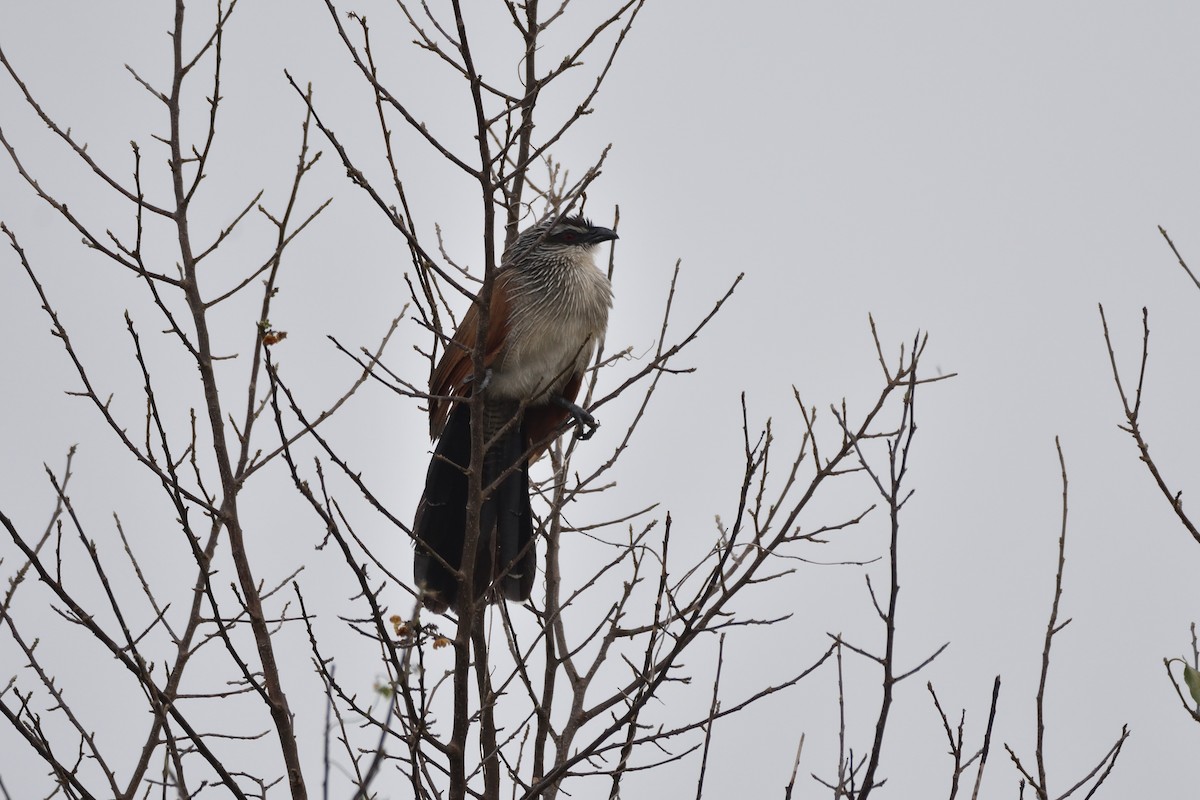White-browed Coucal - ML184450461