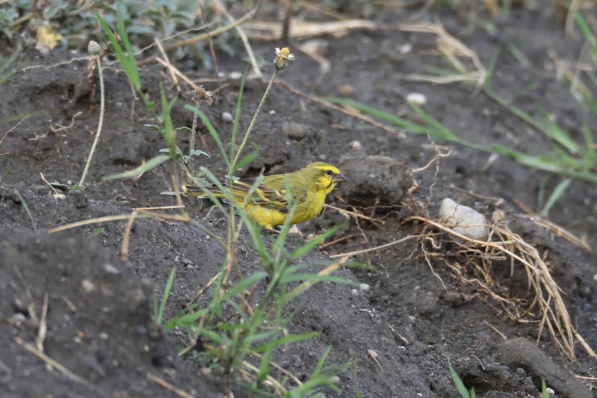 Yellow-fronted Canary - ML184450501