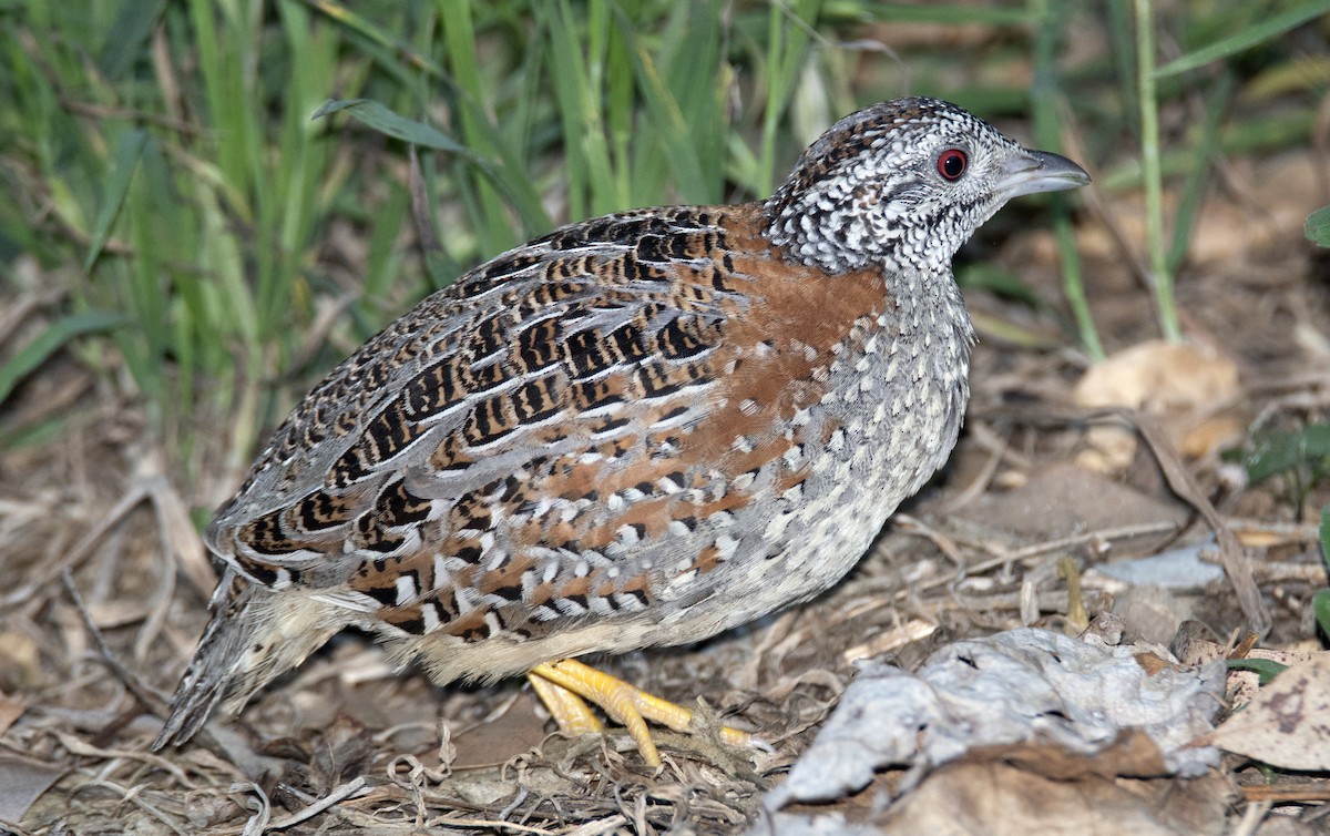 Painted Buttonquail - ML184452241