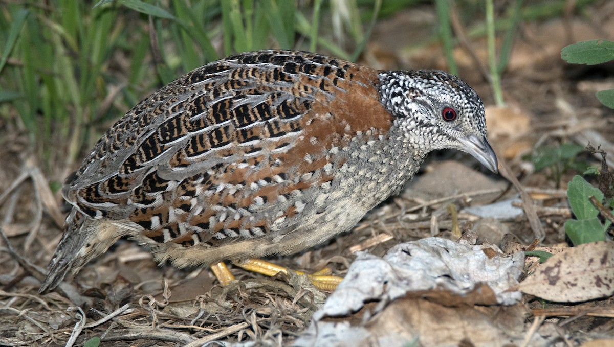 Painted Buttonquail - ML184452511