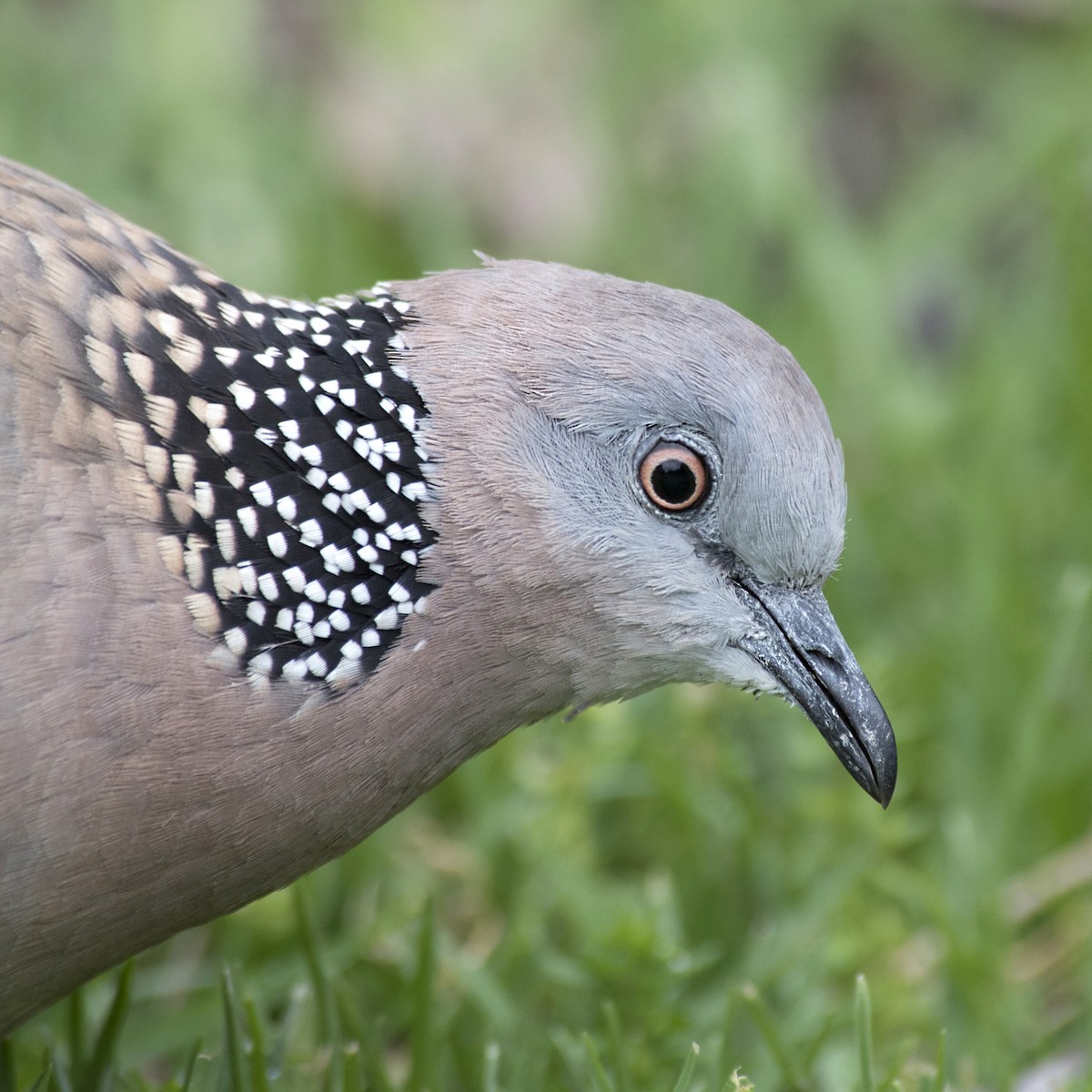 Spotted Dove - ML184452721