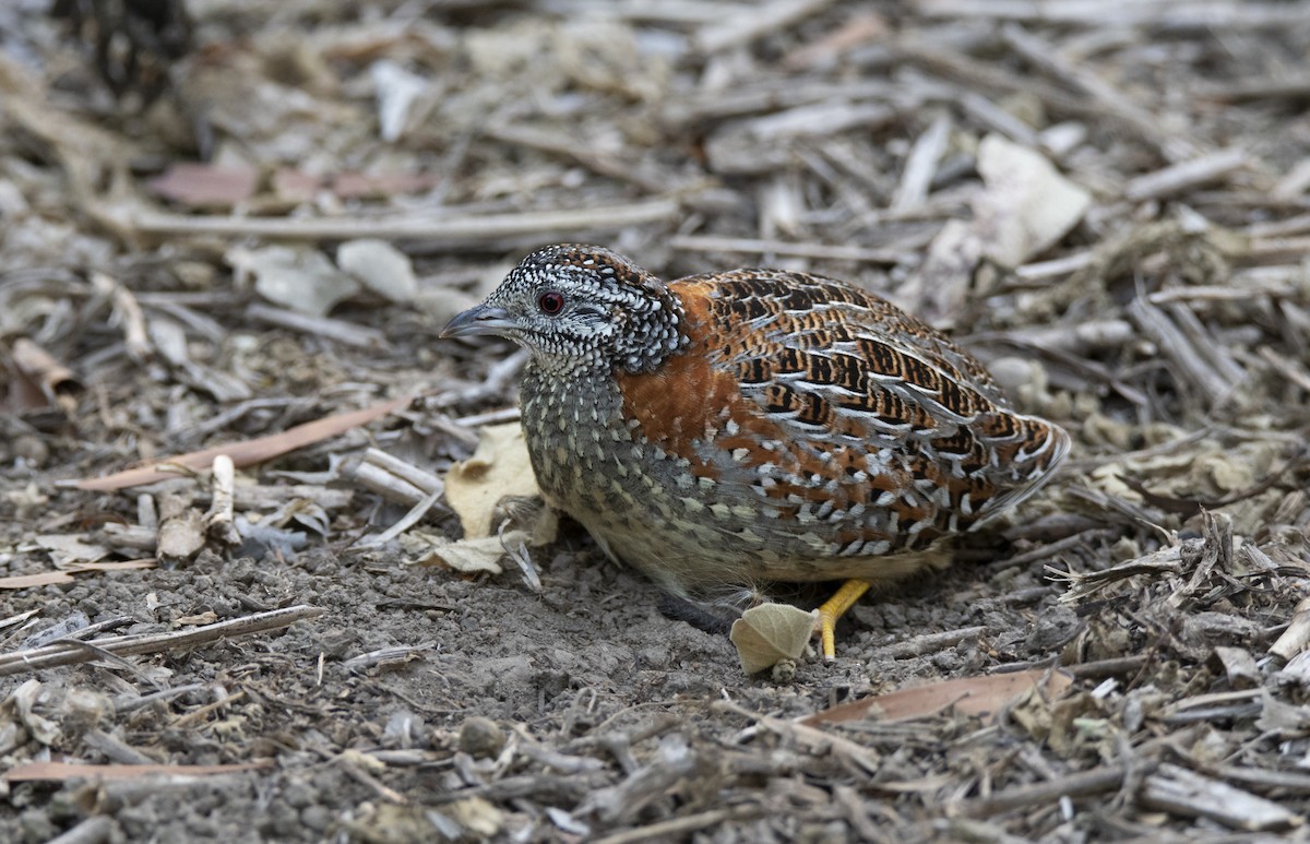 Painted Buttonquail - ML184453541