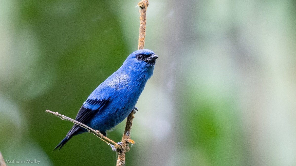 Blue-and-black Tanager - Mathurin Malby