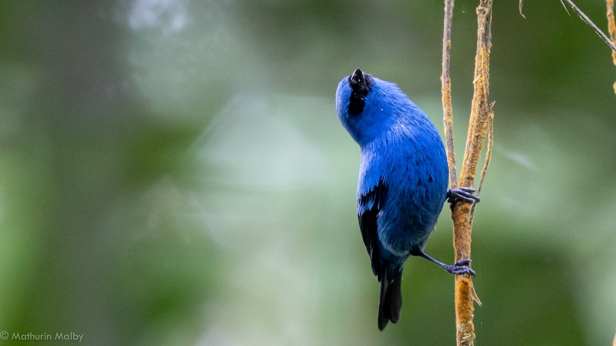 Blue-and-black Tanager - ML184453861