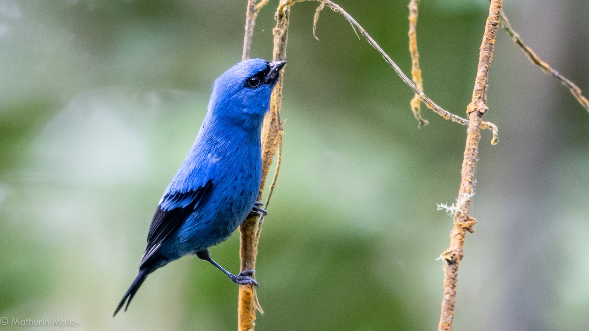 Blue-and-black Tanager - Mathurin Malby