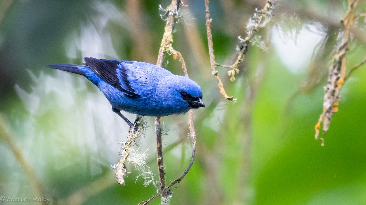 Blue-and-black Tanager - ML184453881
