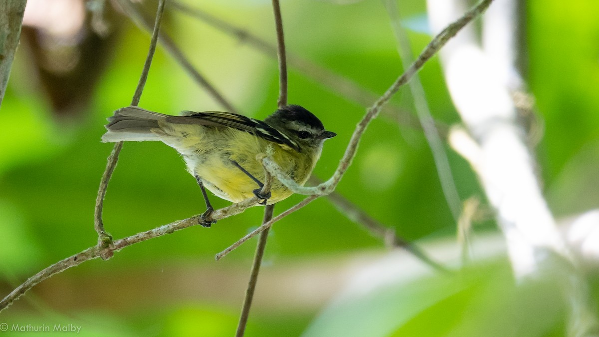 Black-capped Tyrannulet - Mathurin Malby