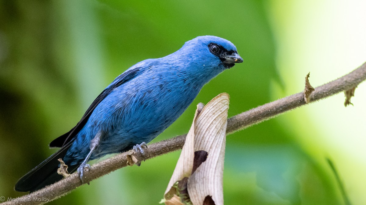 Blue-and-black Tanager - ML184453951