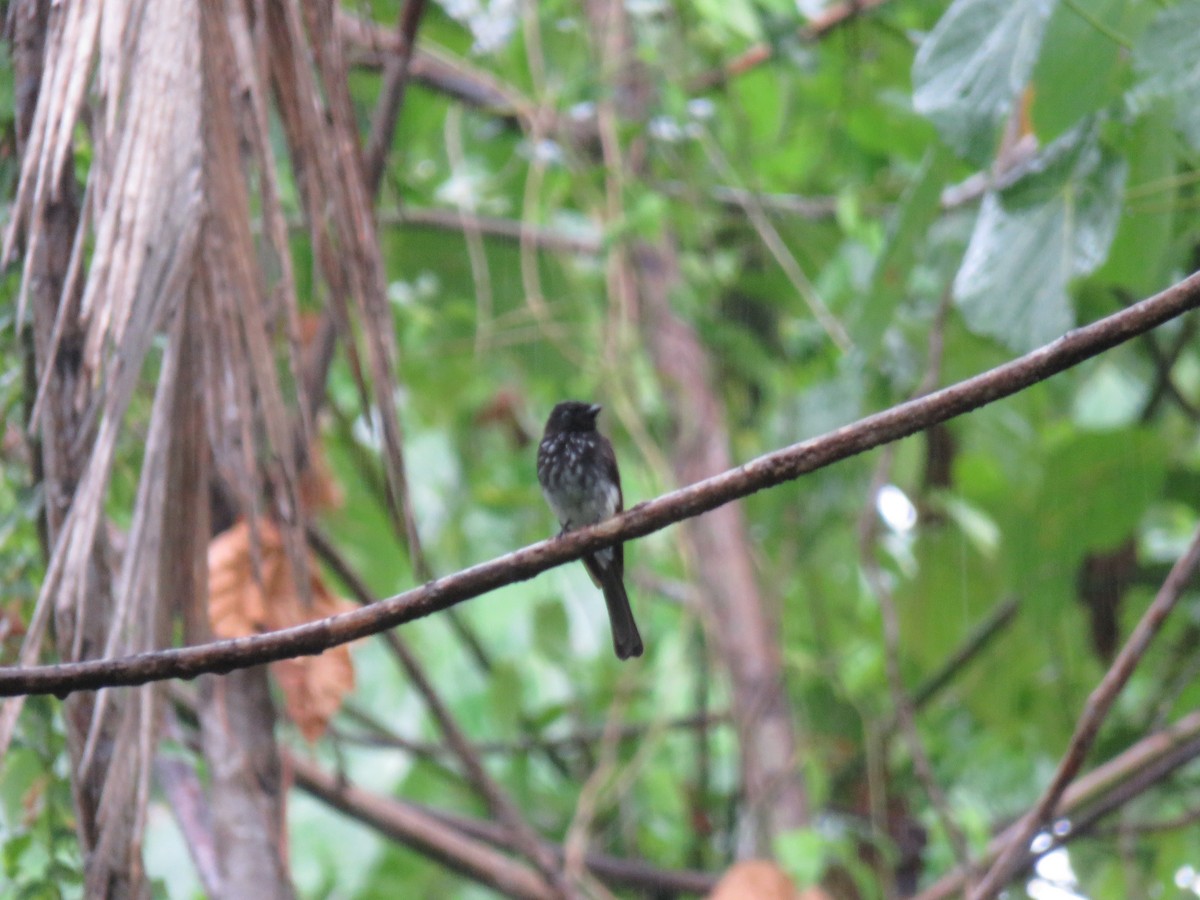 White-winged Fantail - ML184455241