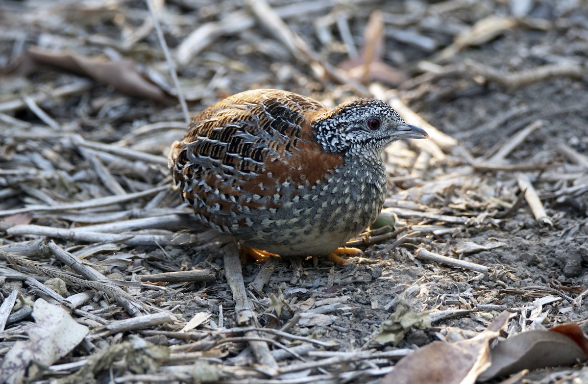 Painted Buttonquail - ML184455651