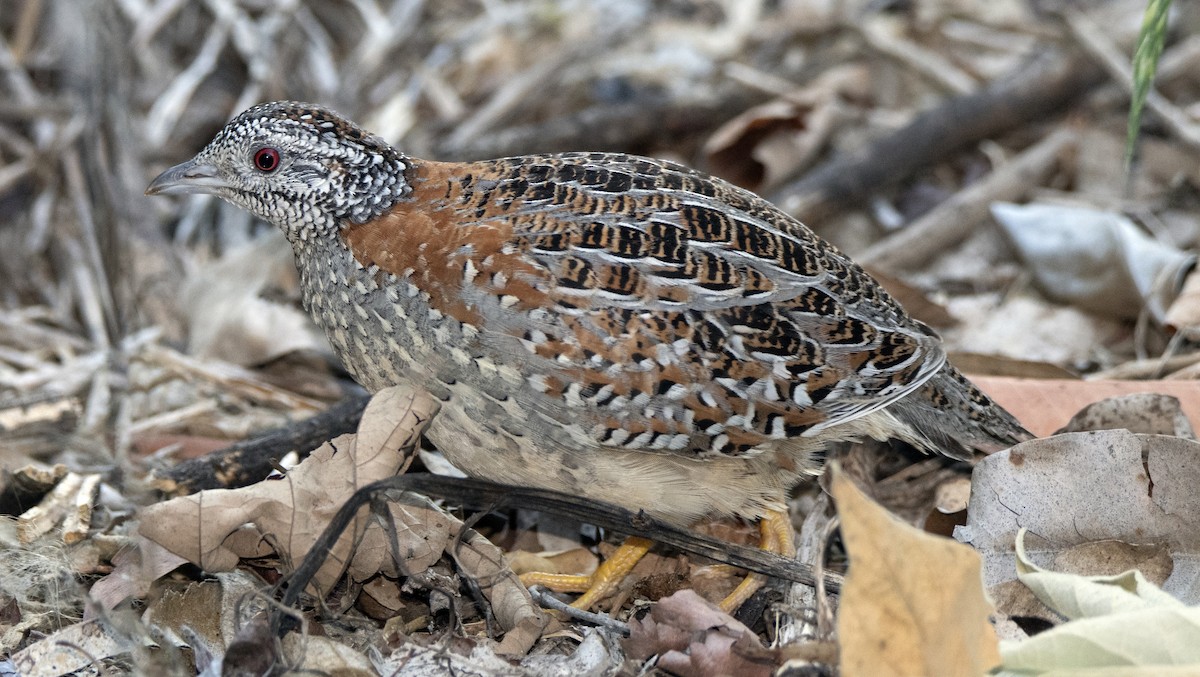 Painted Buttonquail - ML184456341