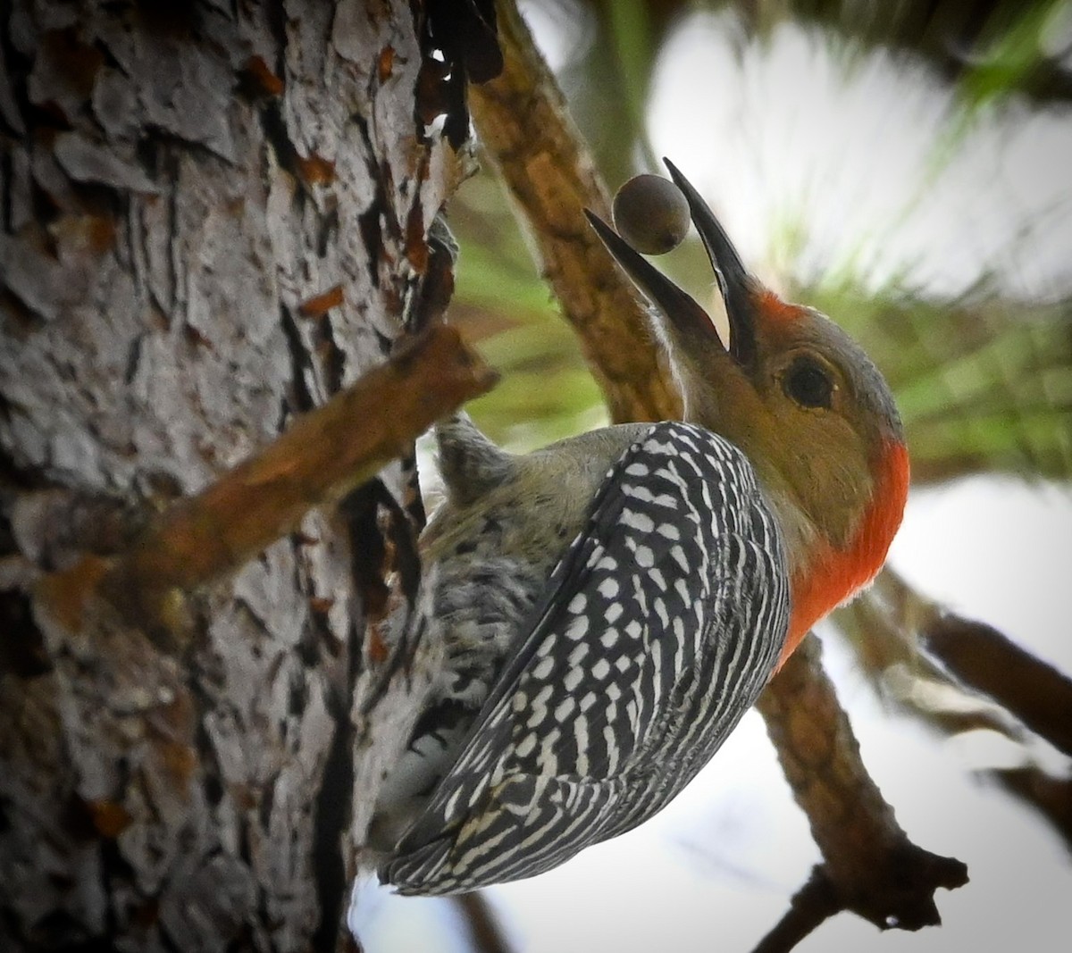 Red-bellied Woodpecker - ML184456891