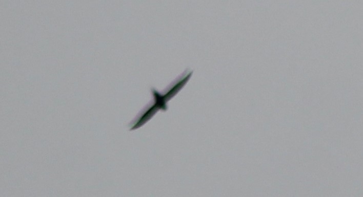 Great Swallow-tailed Swift - Nestor Herrera