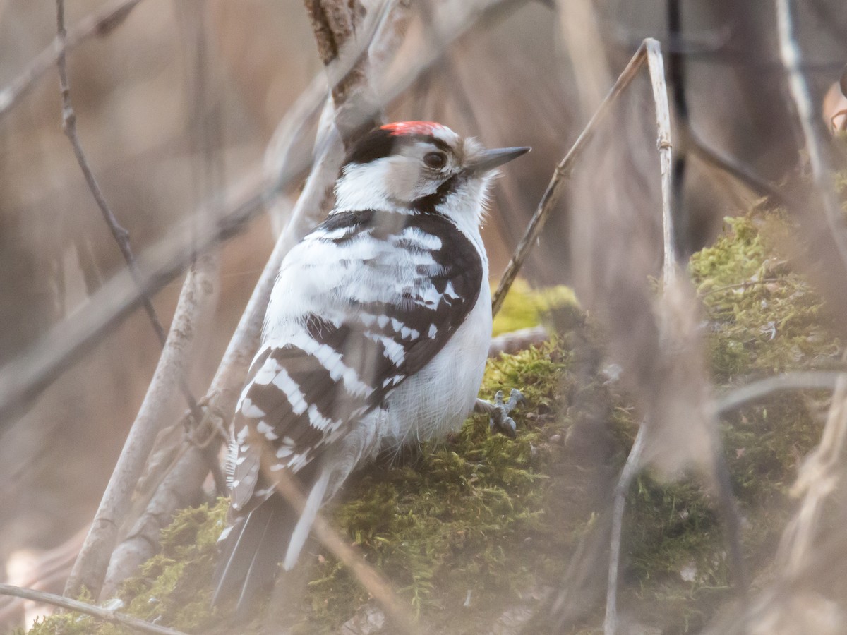 Lesser Spotted Woodpecker - Dina Nesterkova