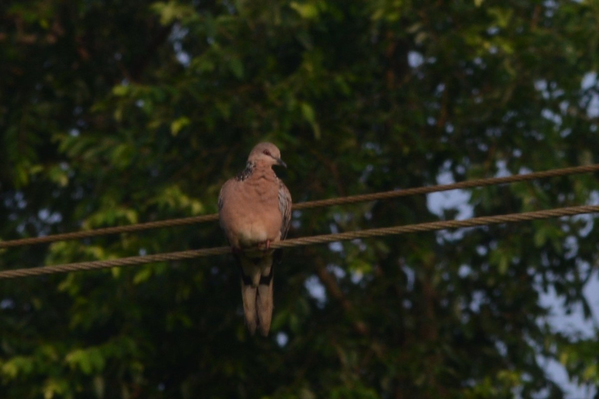 Spotted Dove - ML184471741