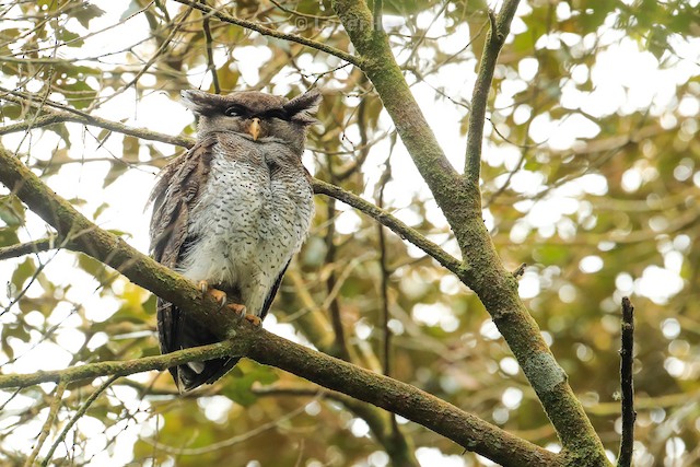 マレーワシミミズク Ebird