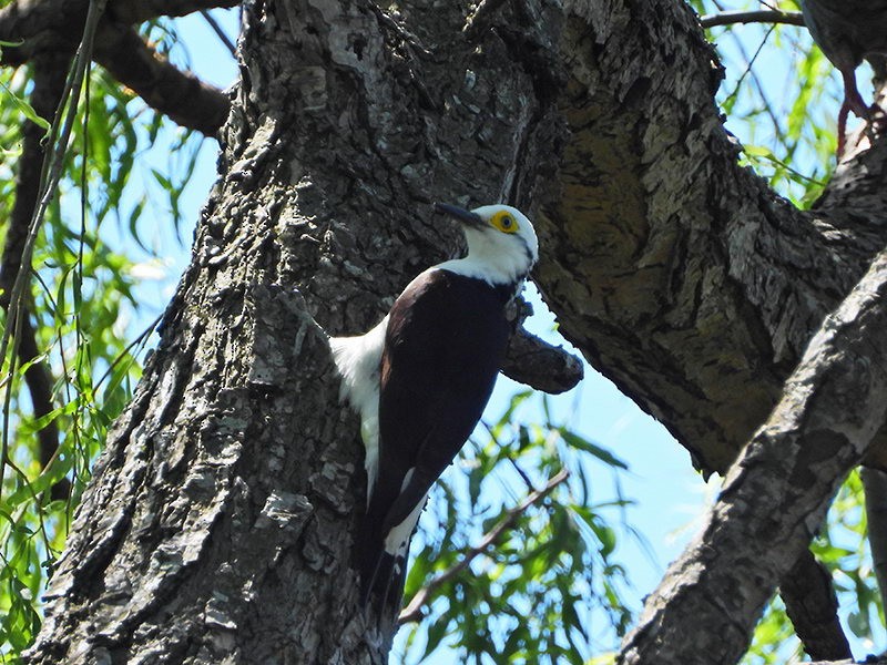 White Woodpecker - Lista de aves de Costanera Sur