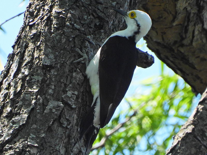 White Woodpecker - Lista de aves de Costanera Sur