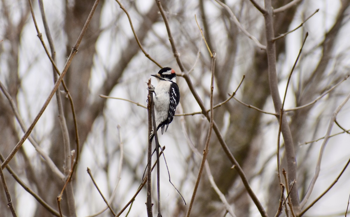 Downy Woodpecker (Eastern) - ML184474931