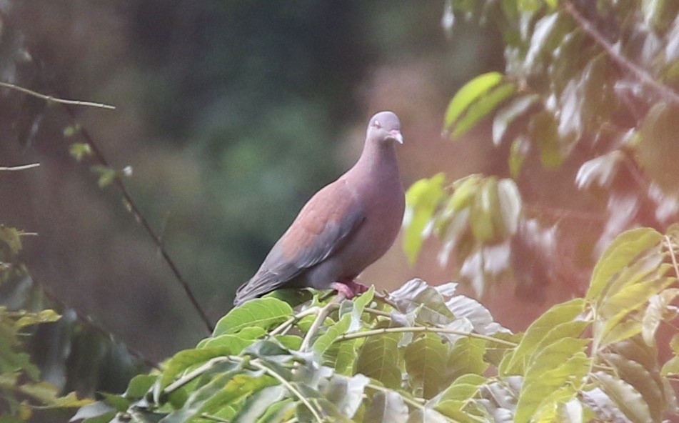 Peruvian Pigeon - ML184475021