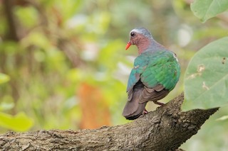 Asian Emerald Dove, ML184480291