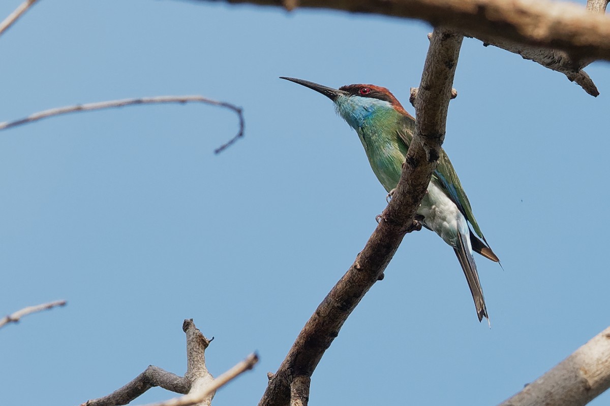 Blue-throated Bee-eater - Vincent Wang