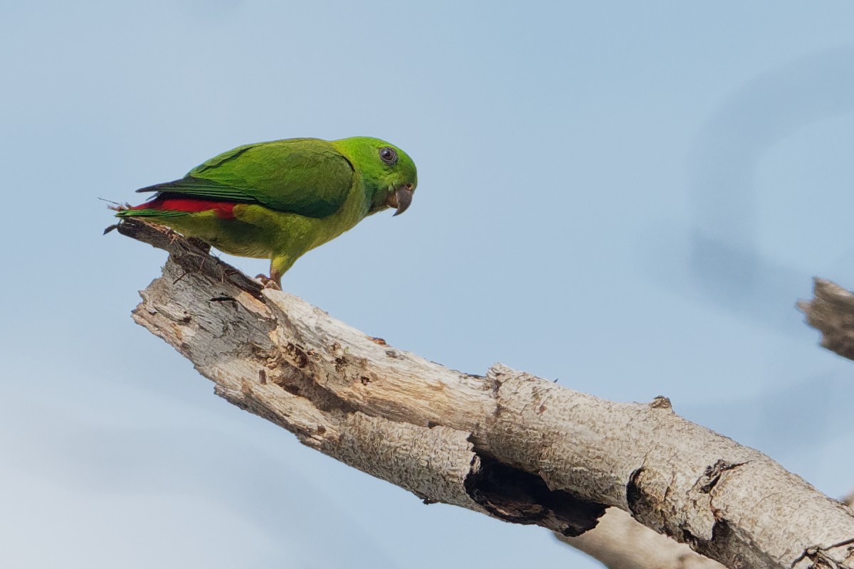 Blue-crowned Hanging-Parrot - ML184480491