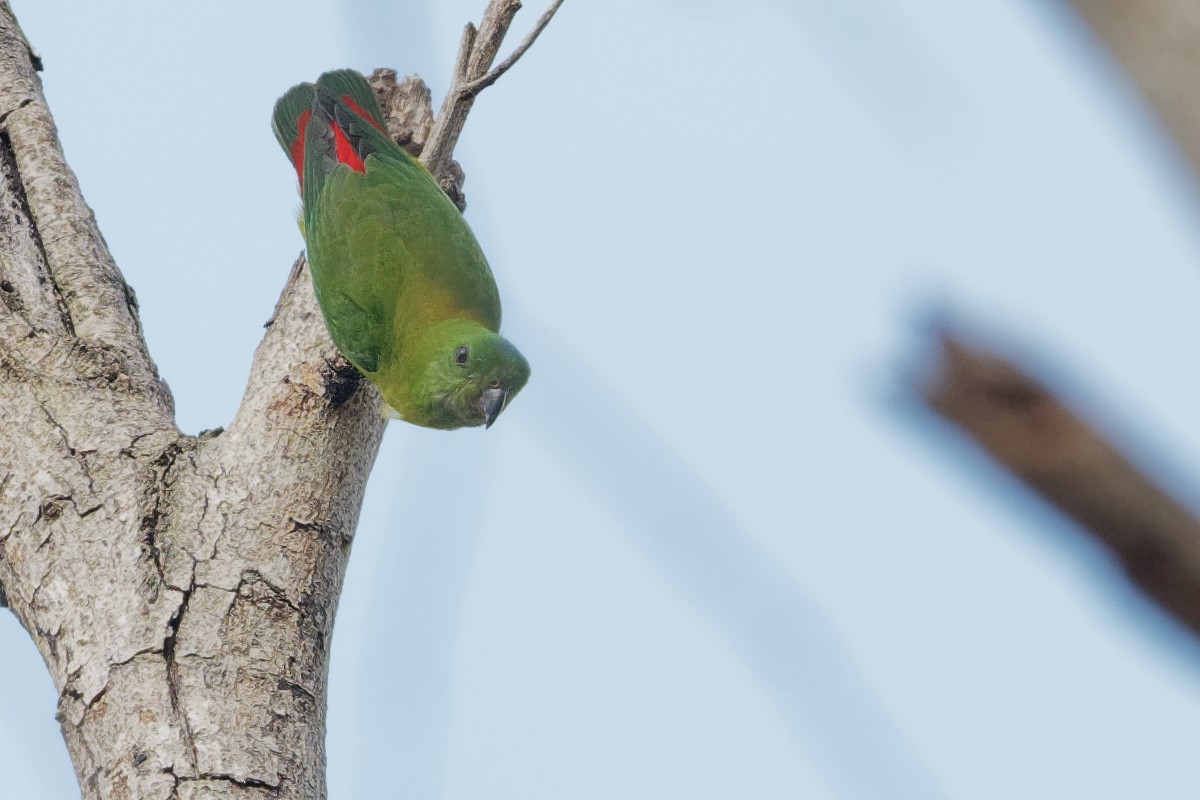 Blue-crowned Hanging-Parrot - ML184480501