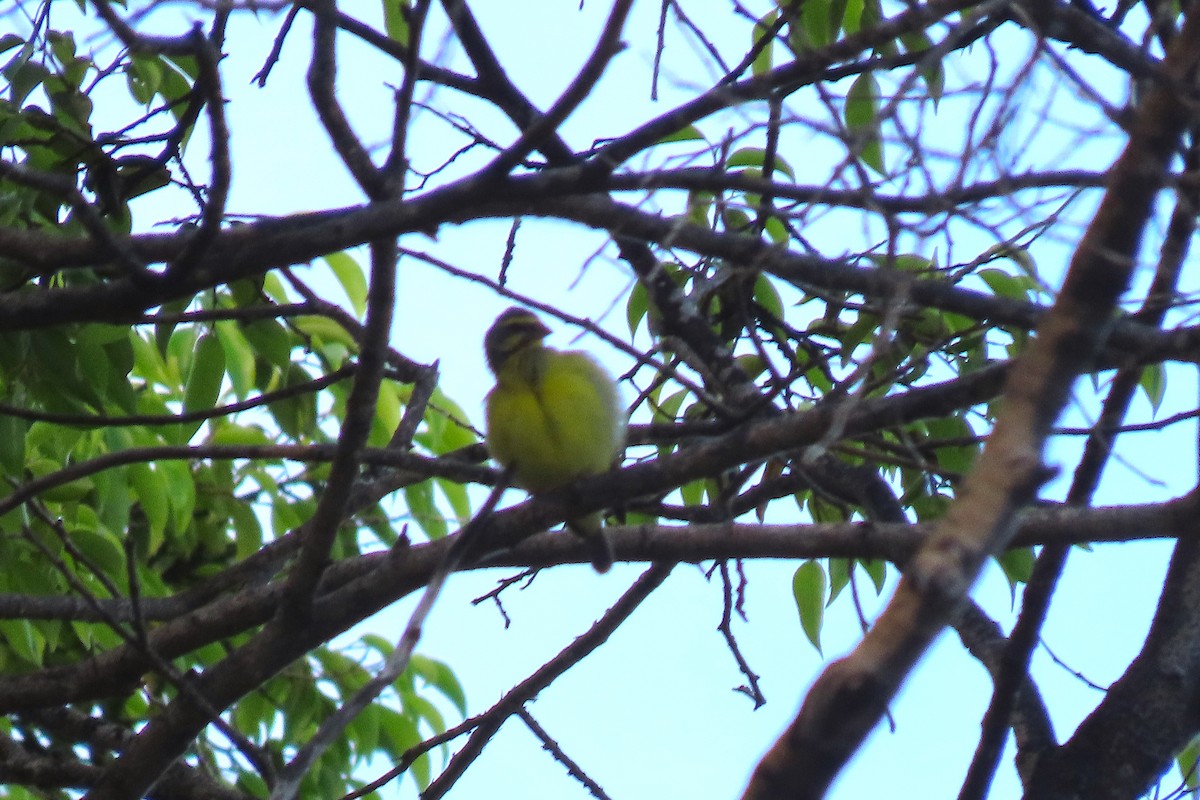Yellow-fronted Canary - ML184481791