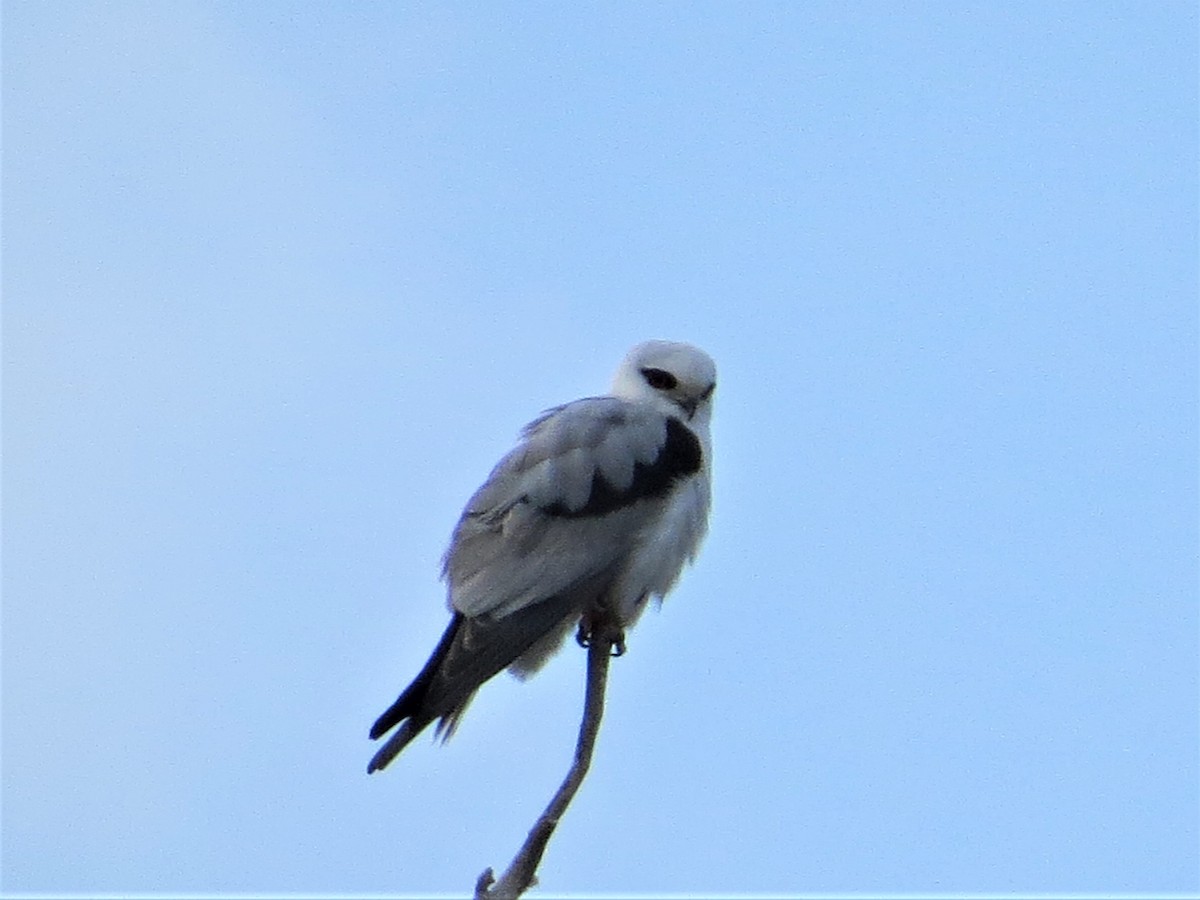 Black-shouldered Kite - ML184482551