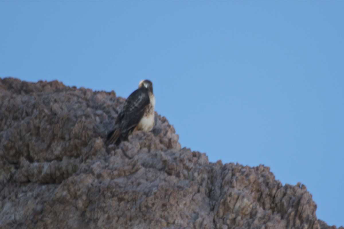Red-tailed Hawk - Tom McIntosh