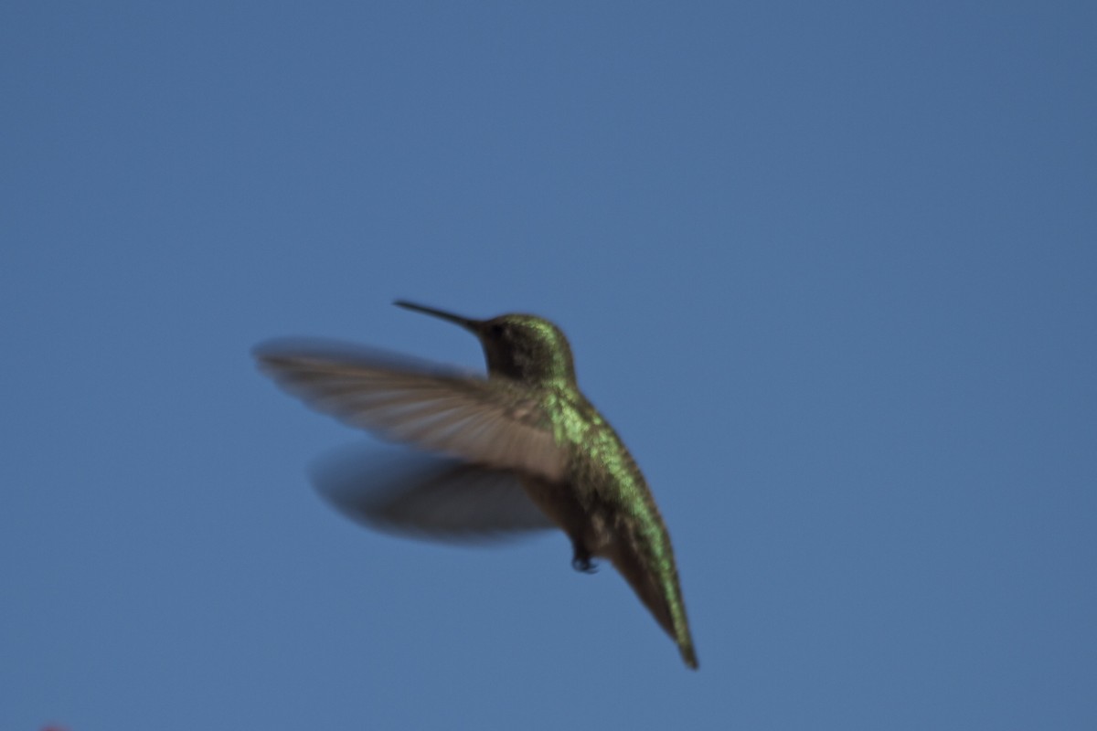 Anna's Hummingbird - Tom McIntosh