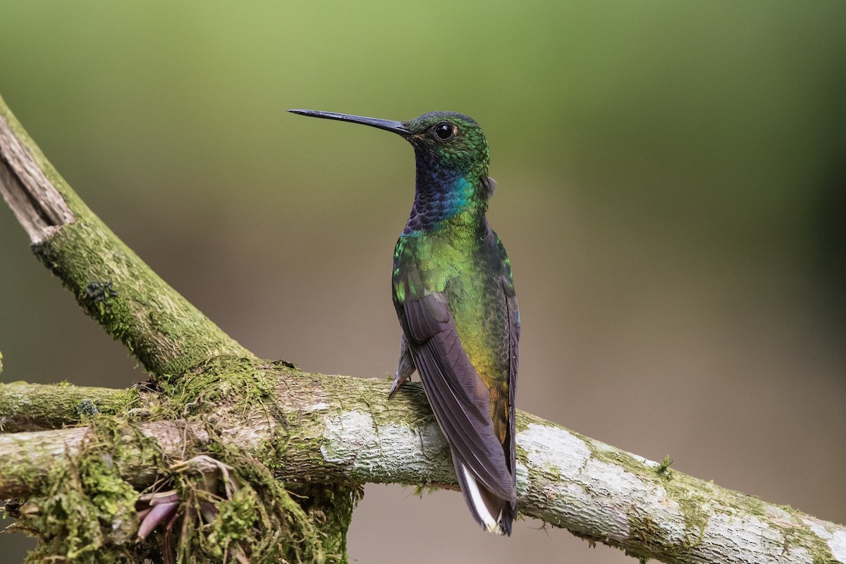kolibřík zelenohřbetý - ML184490511