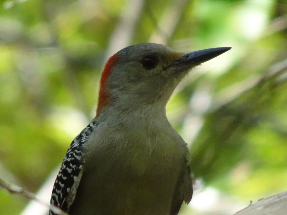Red-bellied Woodpecker - ML184491651
