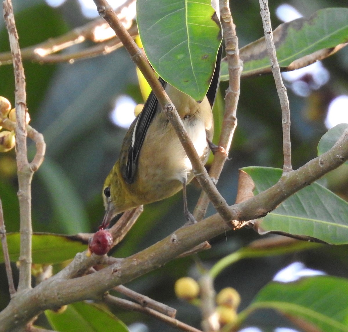 Bay-breasted Warbler - ML184492691