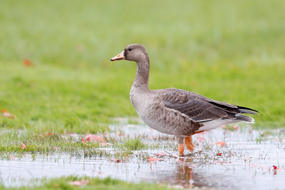 Greater White-fronted Goose - Geoff Malosh