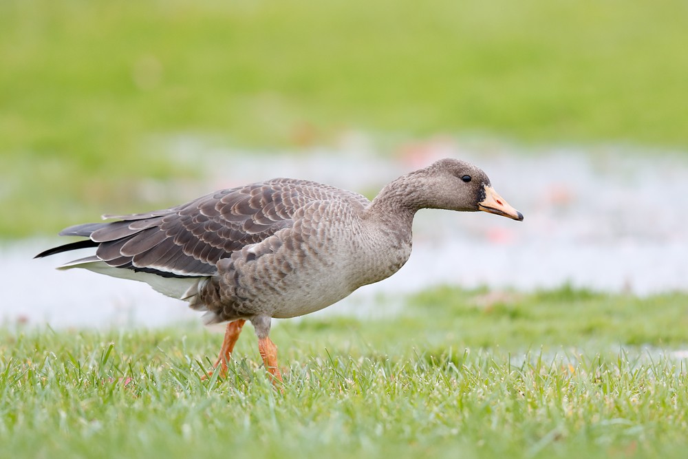 Greater White-fronted Goose - ML184493891