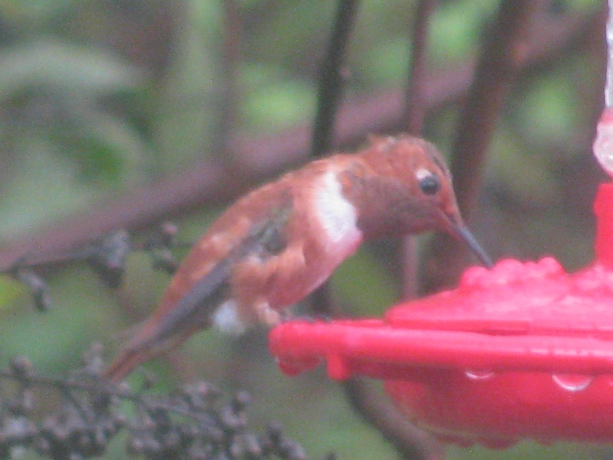 Rufous Hummingbird - Brian Slaughter