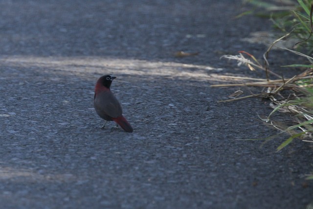 Amarante masqué - eBird