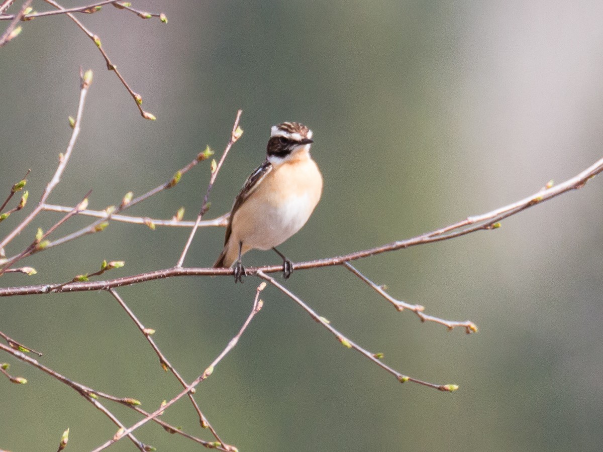 Whinchat - ML184495981