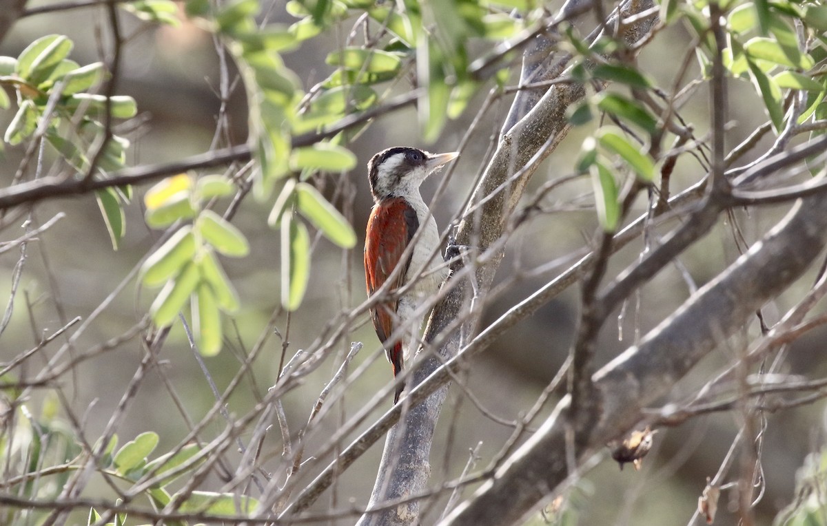 Scarlet-backed Woodpecker - ML184496661