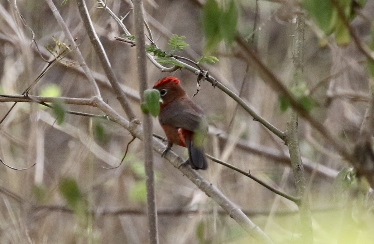 Red-crested Finch - ML184496671