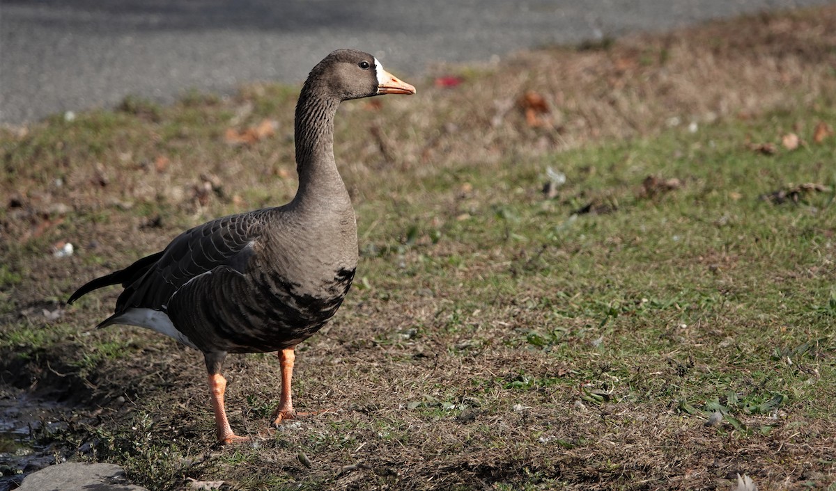 Greater White-fronted Goose - ML184497791