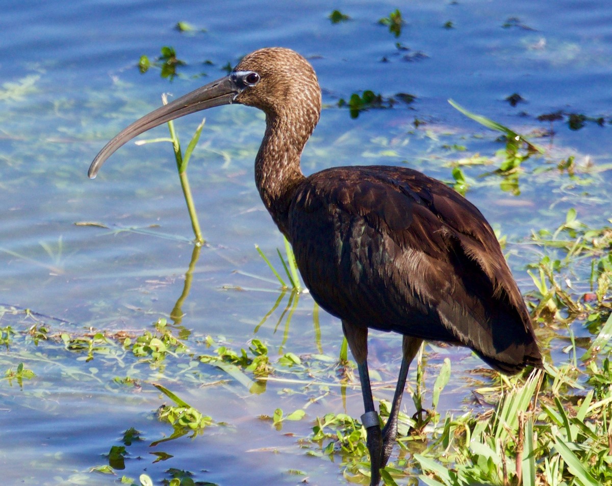 Glossy Ibis - Ingela Persson