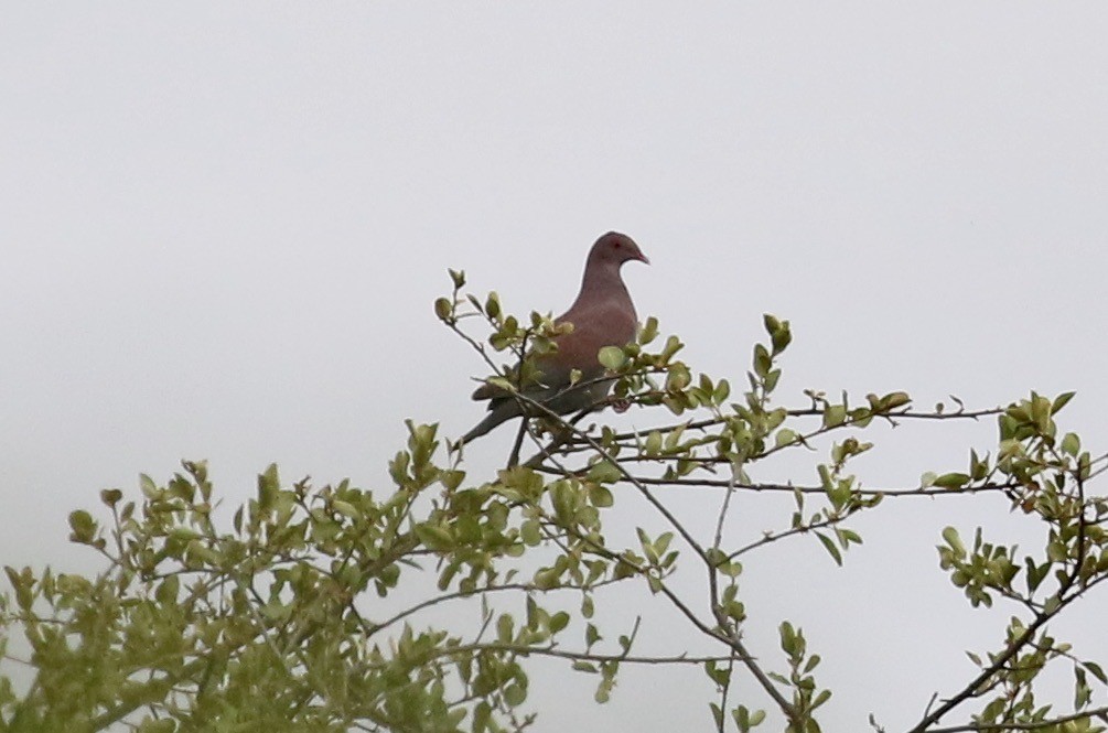Peruvian Pigeon - ML184498771