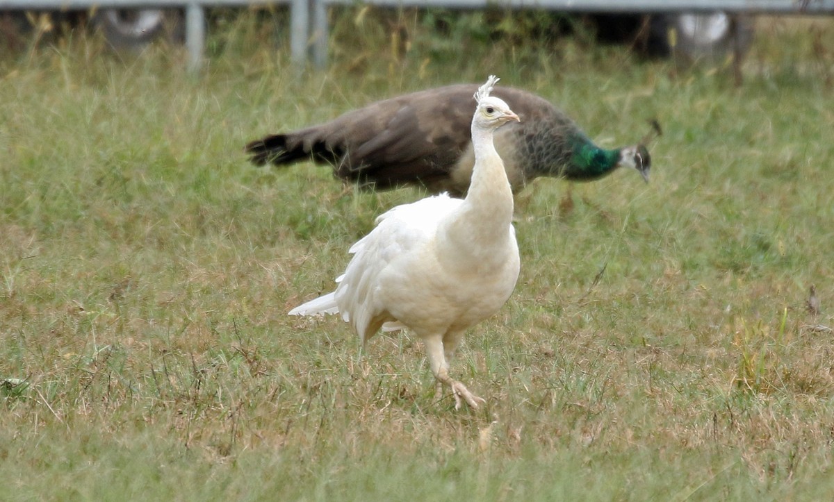 Indian Peafowl (Domestic type) - ML184502701