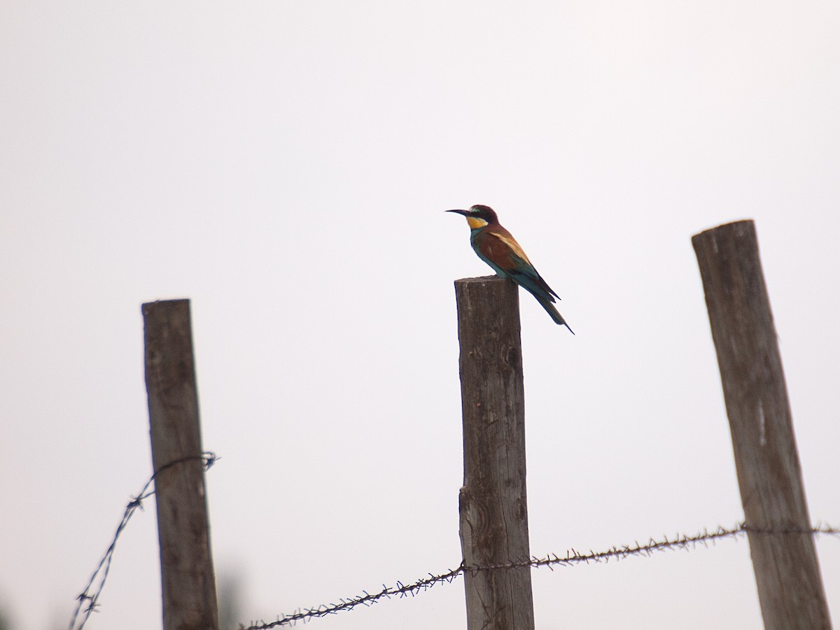 European Bee-eater - ML184502921