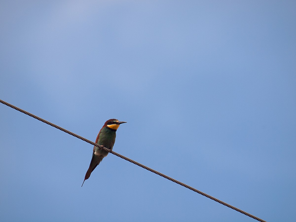European Bee-eater - David Pardos