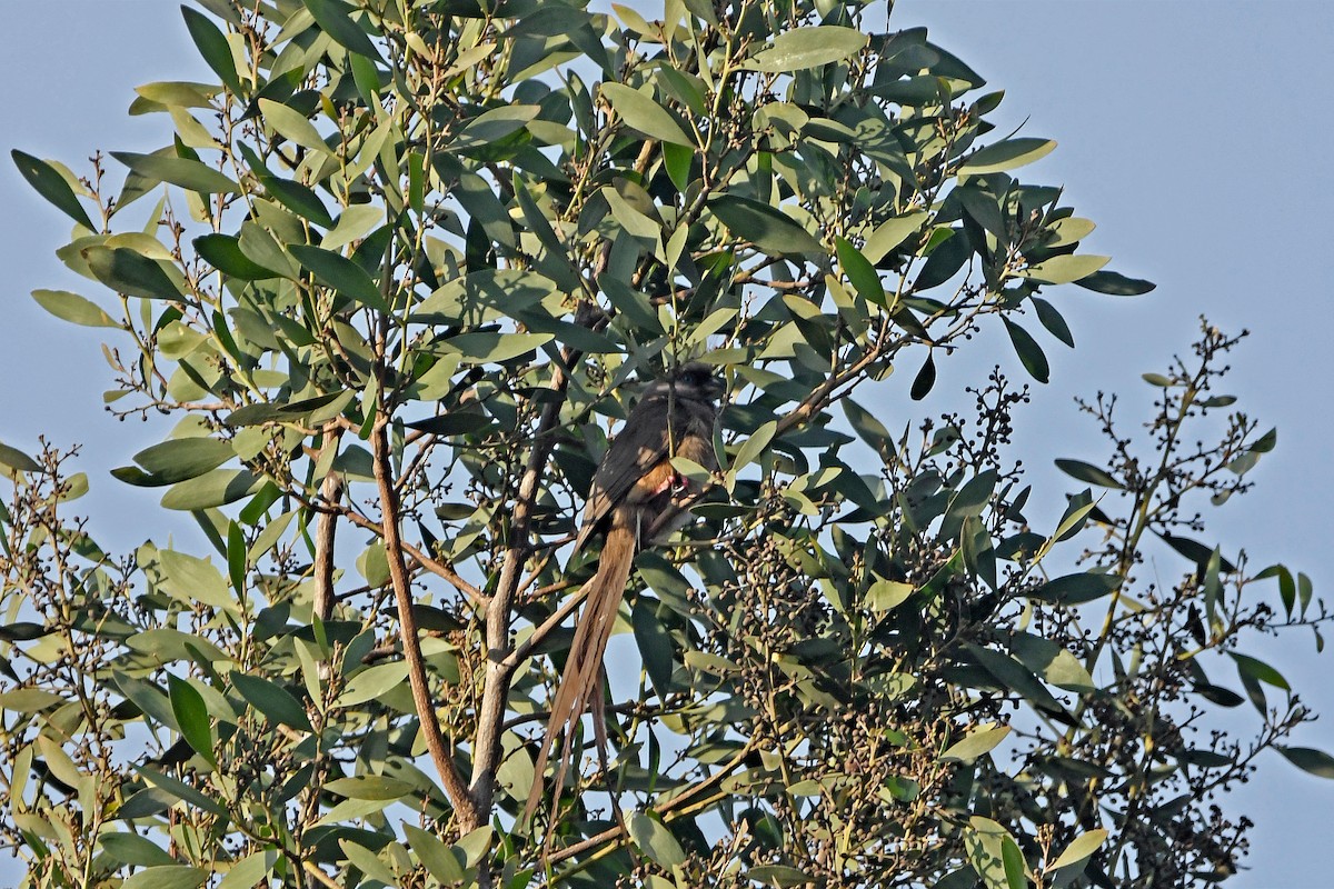 Speckled Mousebird - ML184506861